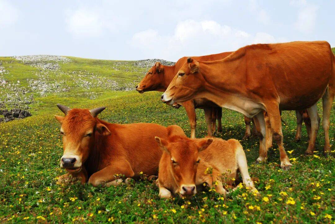 背后的寻甸乡村振兴“牛文章”不朽情缘首页一份“体检报告”(图3) 背后的寻甸乡村振兴“牛文章”不朽情缘首页一份“体检报告”(图3)